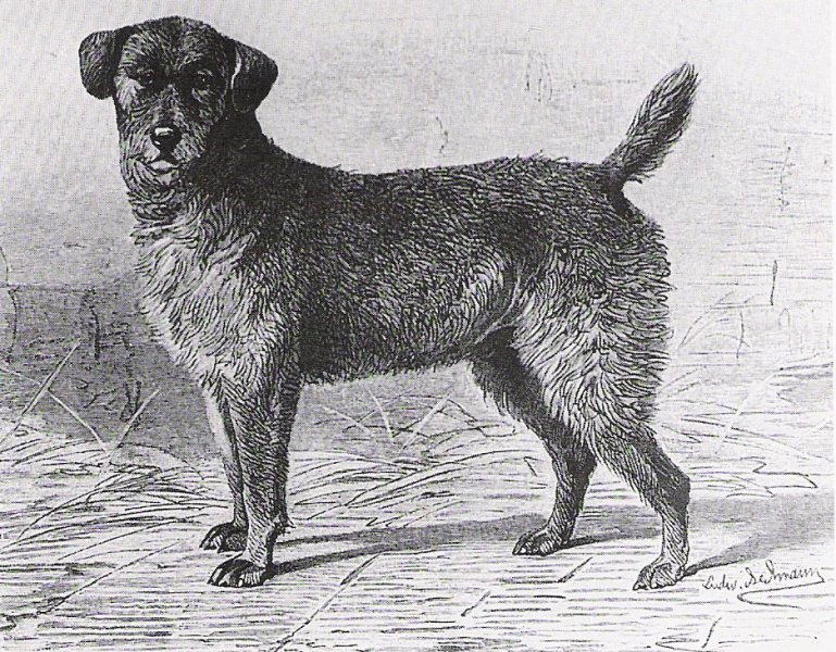 Waterside Terrier 1882